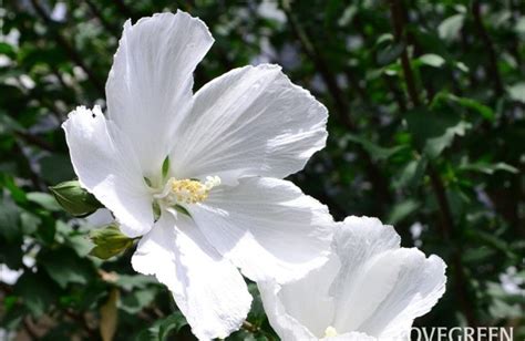 木槿樹|ムクゲ（木槿）ってどんな花？初夏に咲くはかない白い花。